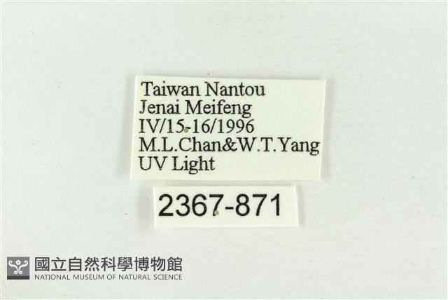 棍棒污燈蛾藏品圖，第3張