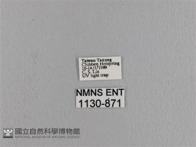 波紋枯葉蛾藏品圖，第3張