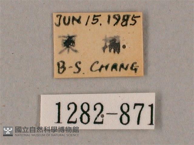 榆綠天蛾藏品圖，第3張