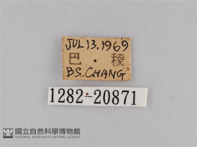 褐翅蔭眼蝶藏品圖，第3張