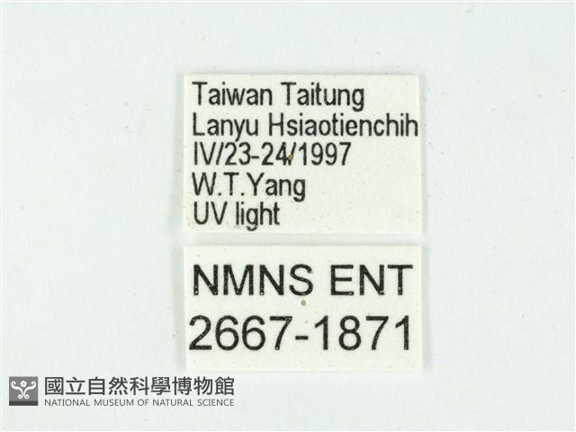 叉紋閃舞蛾藏品圖，第3張