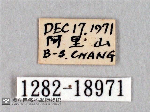 阿里山絨帶蛾藏品圖，第3張