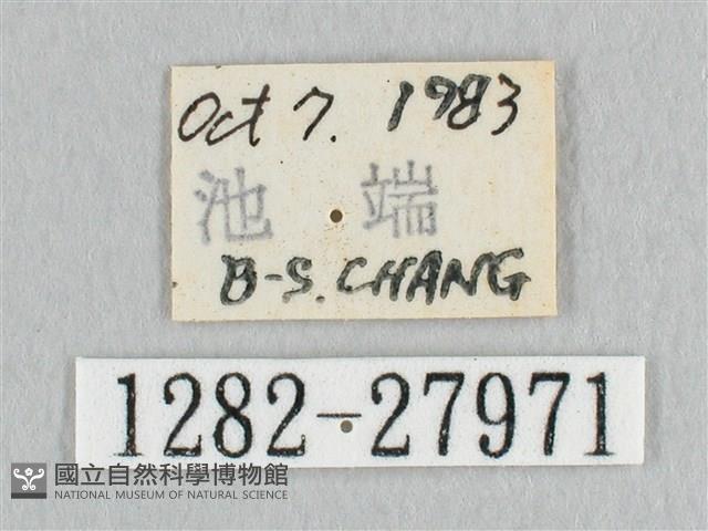 鉛斑帶鉤蛾藏品圖，第3張