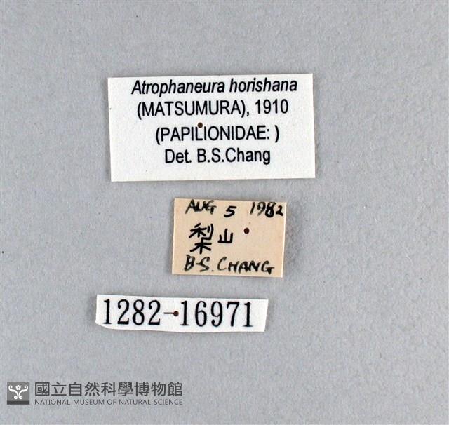 曙鳳蝶藏品圖，第3張