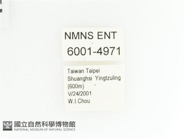 綠艷金龜藏品圖，第2張