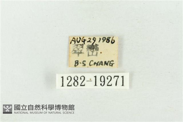 印華波紋蛾藏品圖，第3張