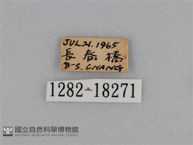 亮色黃蝶藏品圖，第3張