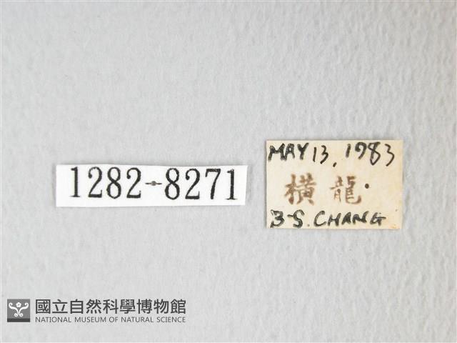 圓翅大鉤蛾藏品圖，第3張