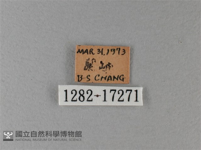 黑脈樺斑蝶藏品圖，第3張