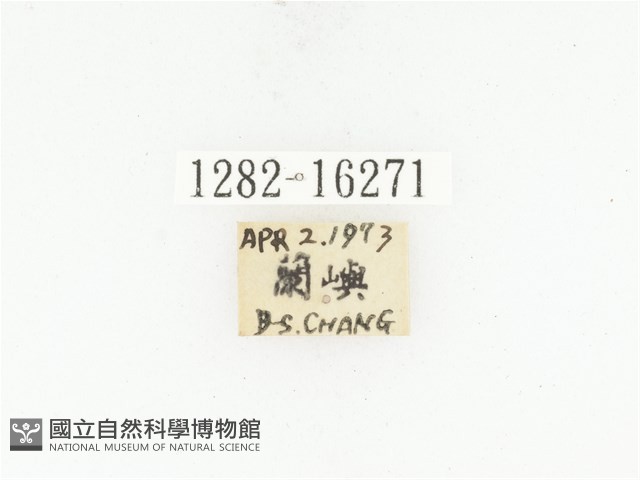 蘭嶼銅點花金龜藏品圖，第2張