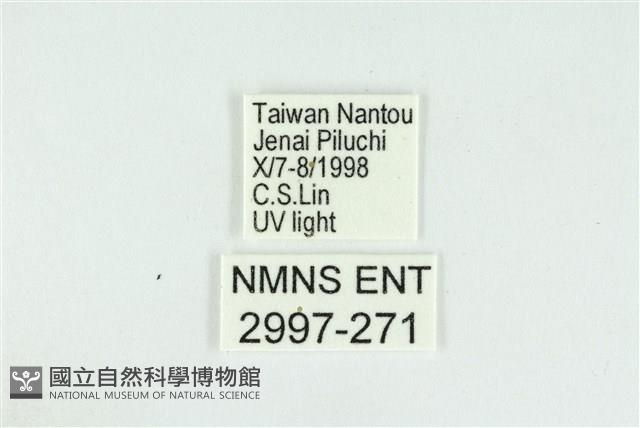 遠藤氏波紋蛾藏品圖，第3張