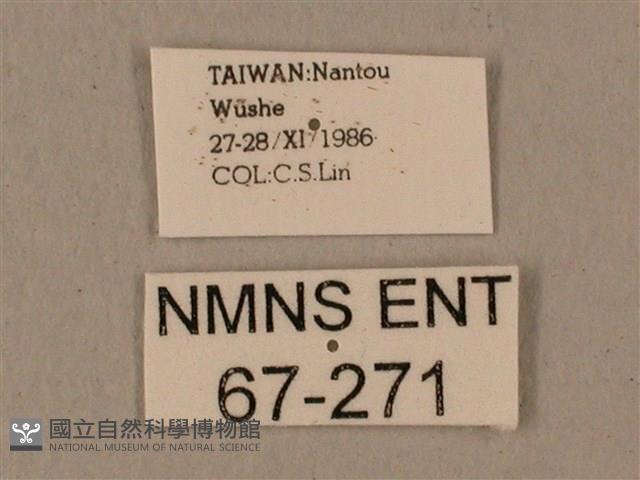 蝦殼天蛾藏品圖，第3張