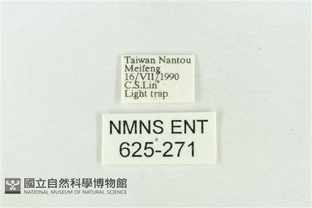 臺灣銀斑異波紋蛾藏品圖，第3張