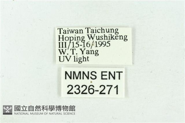 臺雪苔蛾藏品圖，第3張