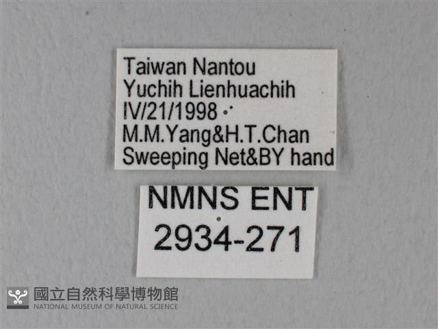 緣點白粉蝶藏品圖，第3張