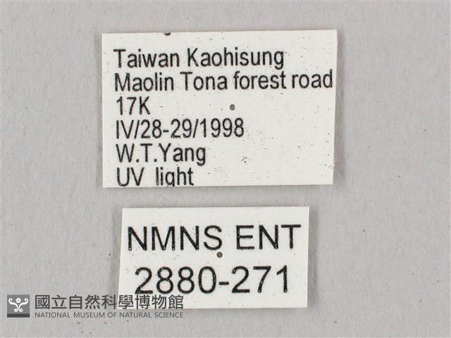 直翅六點天蛾藏品圖，第3張