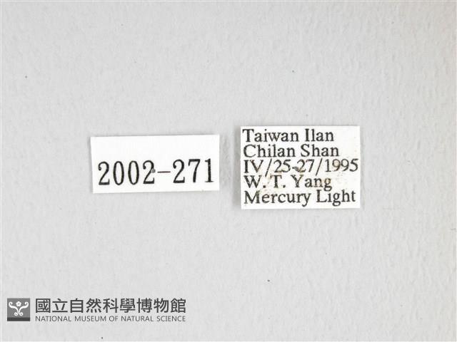 泛綠背線天蛾藏品圖，第3張