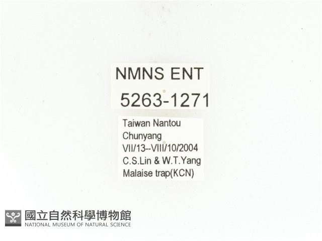 曹德褐騷金龜藏品圖，第2張