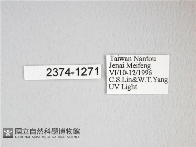 圓翅大鉤蛾藏品圖，第3張