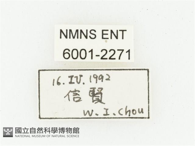 血紅虎斑花金龜藏品圖，第2張