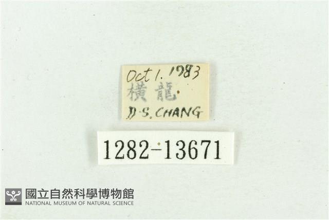 紅暈散紋夜蛾藏品圖，第3張