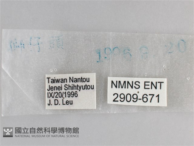 森林暮眼蝶、黑樹蔭蝶藏品圖，第3張