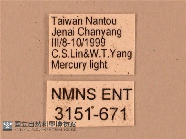 臺灣鋸翅天蛾藏品圖，第3張