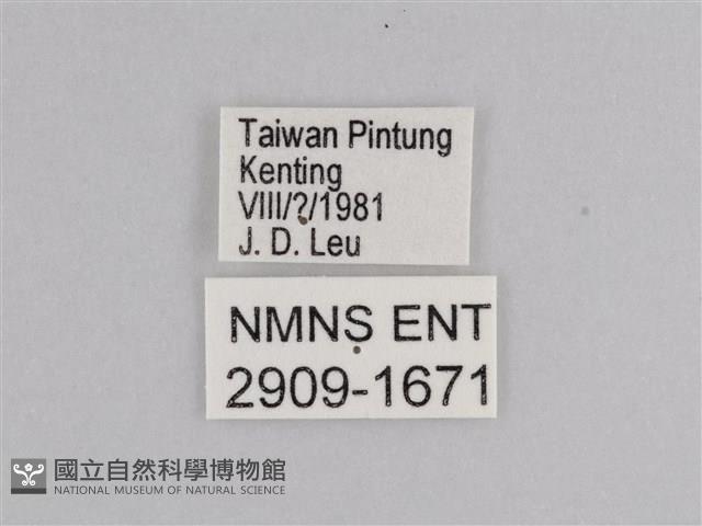 尖翅尖粉蝶藏品圖，第3張