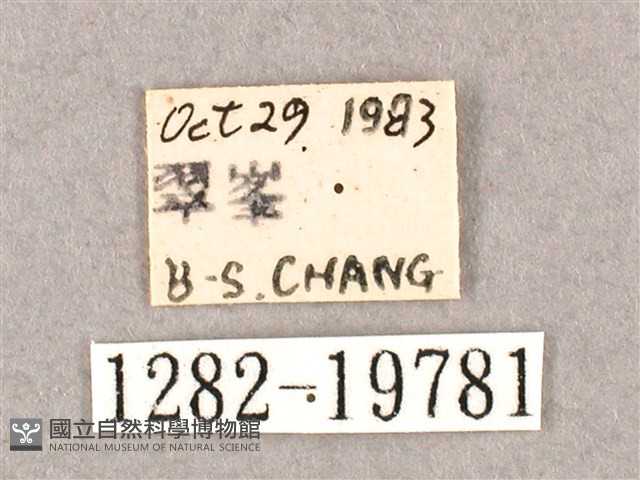 銀端帶鉤蛾藏品圖，第3張