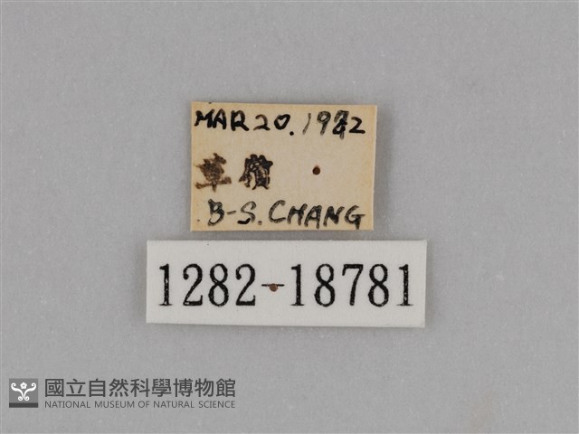 圓翅鉤粉蝶藏品圖，第3張