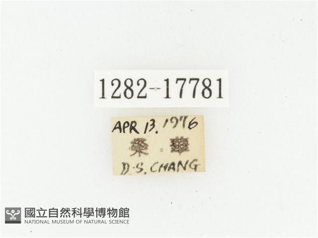 血紅虎斑花金龜藏品圖，第2張