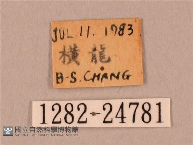 裂斑鷹翅天蛾藏品圖，第3張