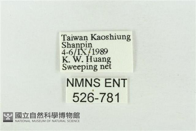 基褐綠刺蛾藏品圖，第3張