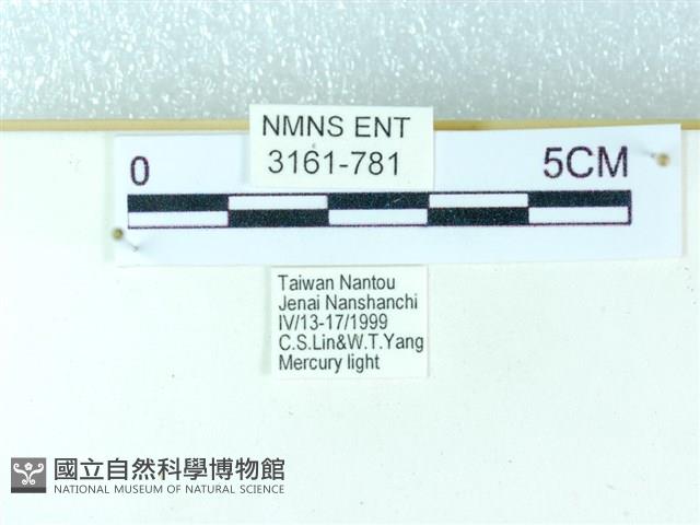 粉蝶燈蛾藏品圖，第3張