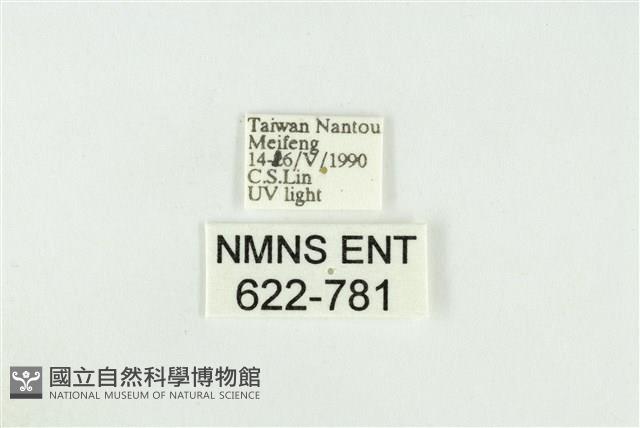 寬紋黃毒蛾藏品圖，第3張