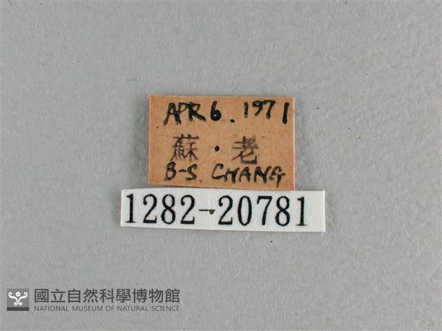 玉帶弄蝶藏品圖，第3張