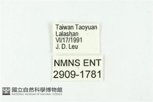 鋩灰蝶藏品圖，第3張