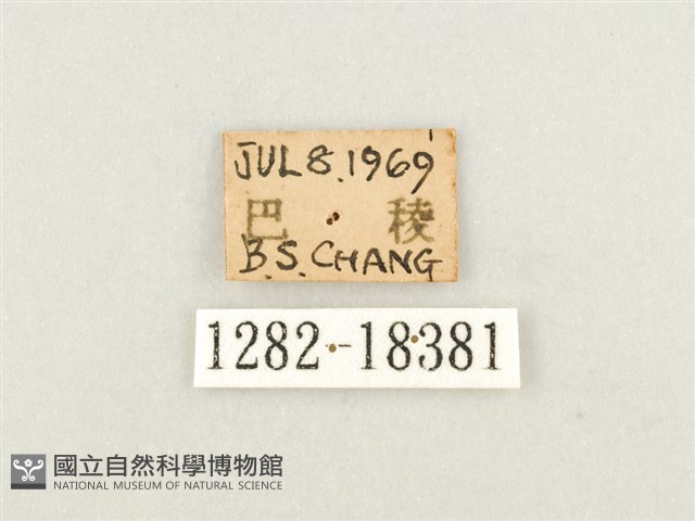 寬帶線蛺蝶藏品圖，第3張