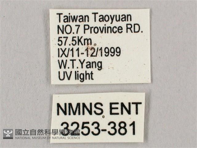 直翅六點天蛾藏品圖，第3張