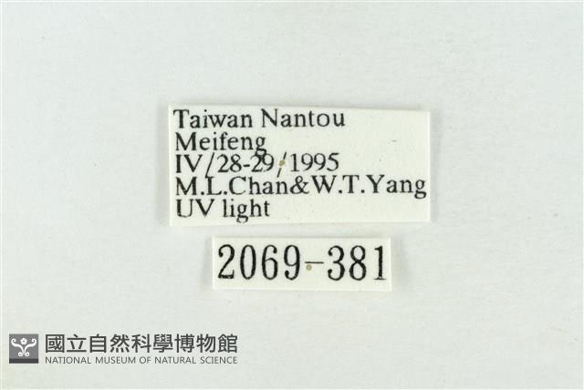 臺灣銀斑異波紋蛾藏品圖，第3張