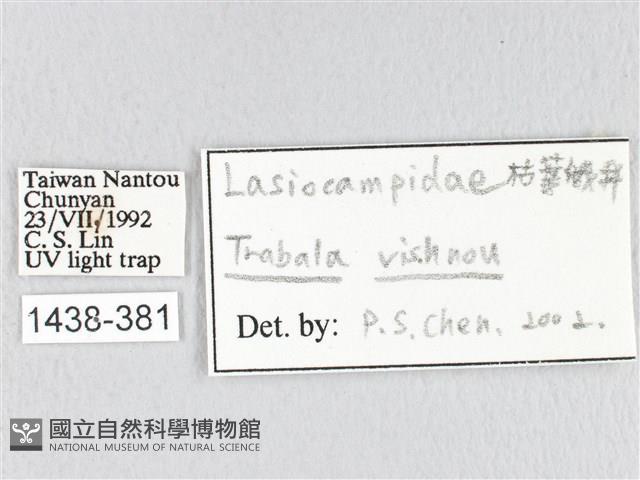 青枯葉蛾藏品圖，第3張