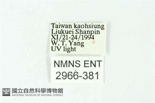 三條橙燈蛾藏品圖，第3張