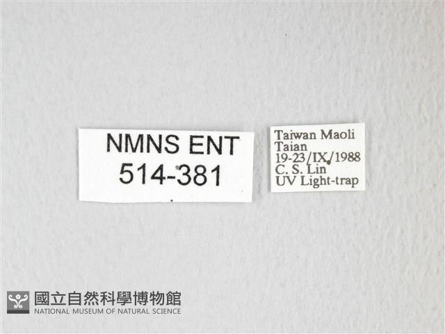 圓翅大鉤蛾藏品圖，第3張