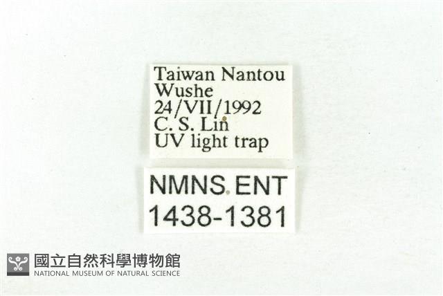 樹形尺蛾藏品圖，第3張