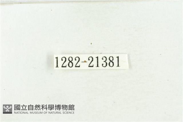 堇彩燕灰蝶藏品圖，第3張