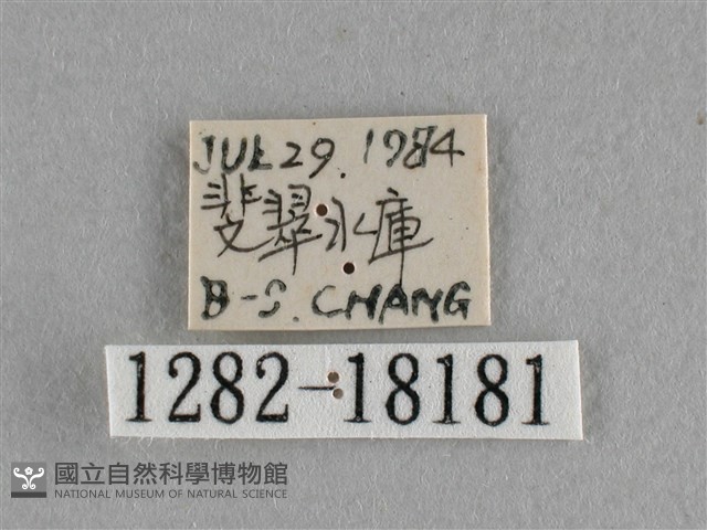 異色尖粉蝶藏品圖，第3張
