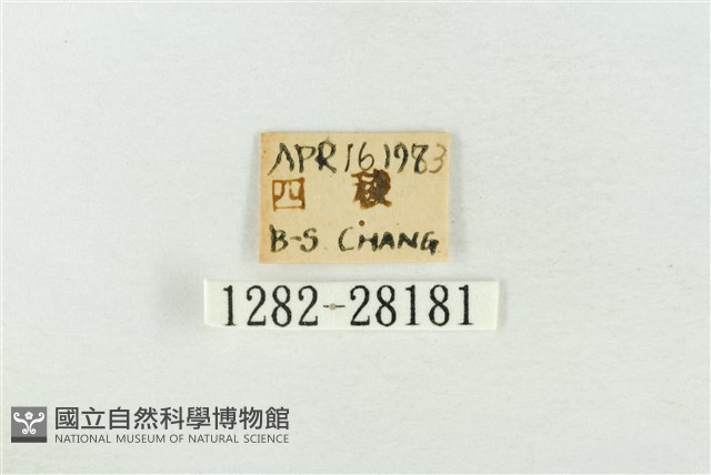 連珠波紋蛾藏品圖，第3張