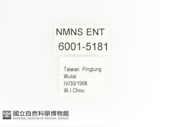 艷金龜藏品圖，第2張