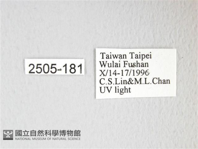 凹角鉤蛾藏品圖，第3張