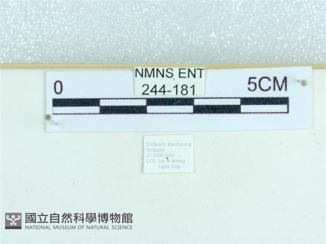粉蝶燈蛾藏品圖，第3張
